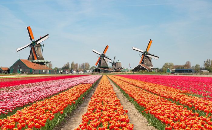 Malownicze pola tulipanów i tradycyjne wiatraki w Zaanse Schans w Holandii – symbol holenderskiego krajobrazu, gdzie natura łączy się z historią i kulturą kraju słynącego z kwiatów i wiatraków – promoclub.pl